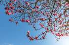 Washington State-Seabeck Tulip magnolia tree in bloom Art Print